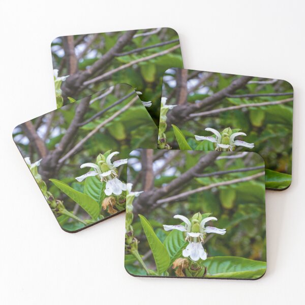 Item preview, White Tropical Flower Close-Up With Green Leaves in Lush Garden Setting designed and sold by Nmallia.