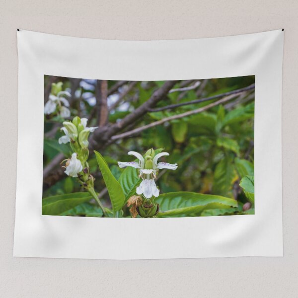 Item preview, White Tropical Flower Close-Up With Green Leaves in Lush Garden Setting designed and sold by Nmallia.