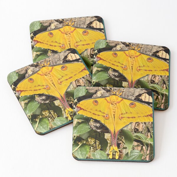 Item preview, Madagascar Moon Moth Magic designed and sold by Takutakina.