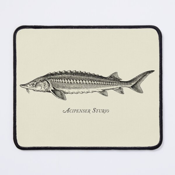 Item preview, Drawing of a sturgeon designed and sold by Washout-Wear.