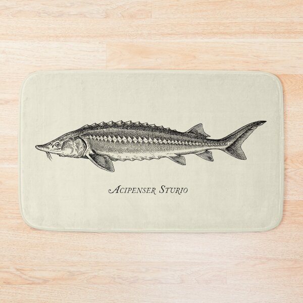 Item preview, Drawing of a sturgeon designed and sold by Washout-Wear.