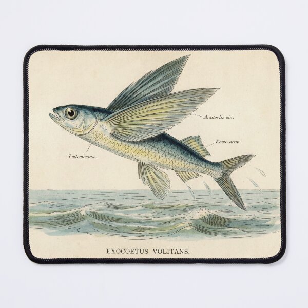 Item preview, Colored illustration of a swallowfish designed and sold by Washout-Wear.