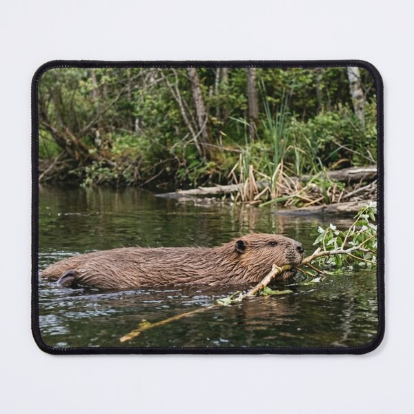 Item preview, Beaver in the water with a branch designed and sold by Malisa345.
