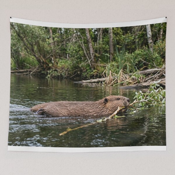 Item preview, Beaver in the water with a branch designed and sold by Malisa345.