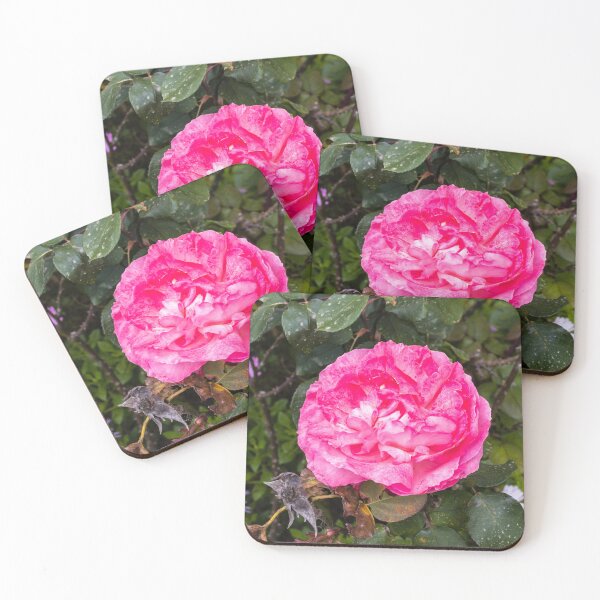Item preview, Vibrant Pink Rose Close-Up in Garden With Lush Green Leaves and Delicate Layered Petals designed and sold by Nmallia.