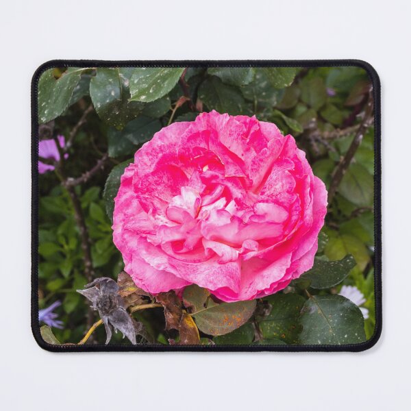 Item preview, Vibrant Pink Rose Close-Up in Garden With Lush Green Leaves and Delicate Layered Petals designed and sold by Nmallia.