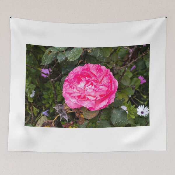 Item preview, Vibrant Pink Rose Close-Up in Garden With Lush Green Leaves and Delicate Layered Petals designed and sold by Nmallia.