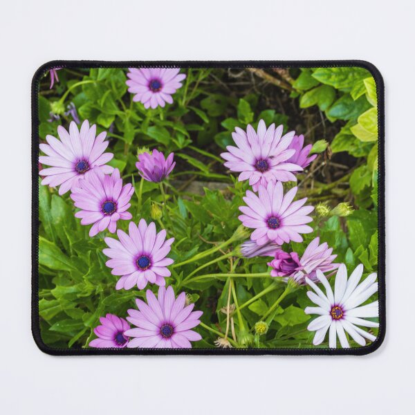 Item preview, Purple Daisy Flowers Clustered Among Green Leaves in a Vibrant Garden Close-Up designed and sold by Nmallia.