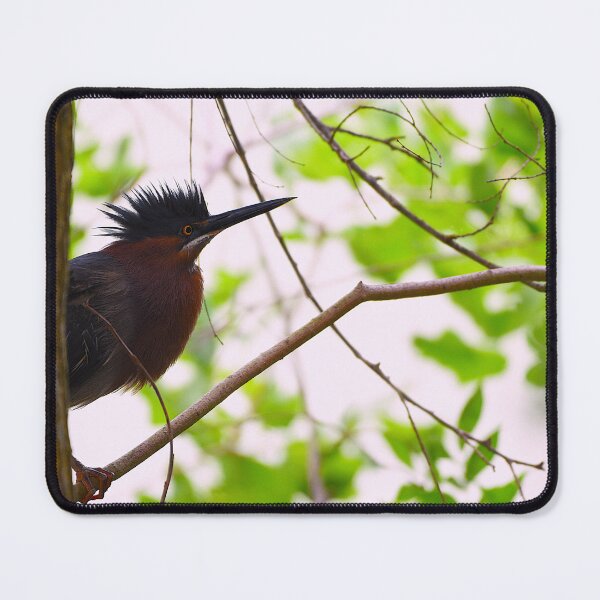 Item preview, Surprised Green Heron in a Tree designed and sold by Pondside-Pics.