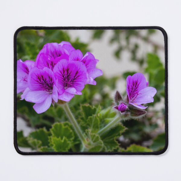 Item preview, Purple Geranium Flowers in Bloom With Green Foliage Close-Up Garden Macro Photograph designed and sold by Nmallia.