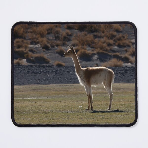 Item preview, Vicuna in the Argentine Puna at Sunset designed and sold by Keltoi-art.