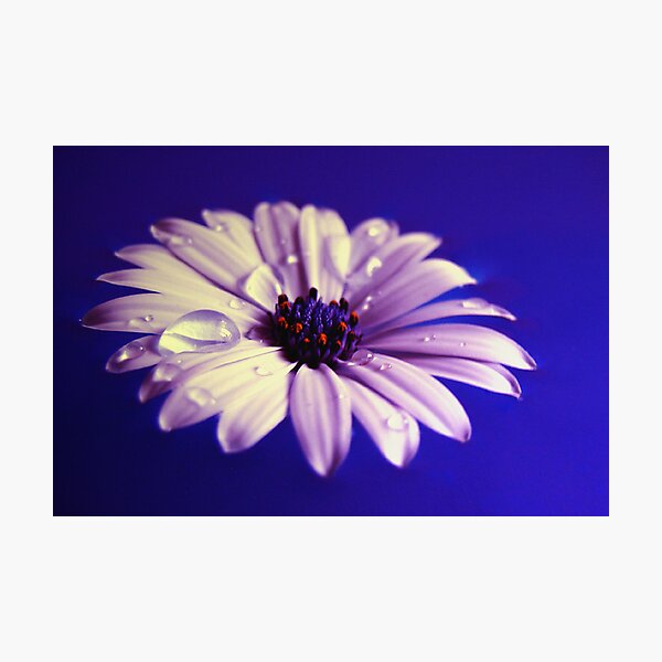 Out Of The Blue Photographic Print