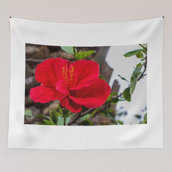 Item preview, Vibrant Red Hibiscus Flower Blooming Amid Green Leaves On Outdoor Tropical Plant designed and sold by Nmallia.