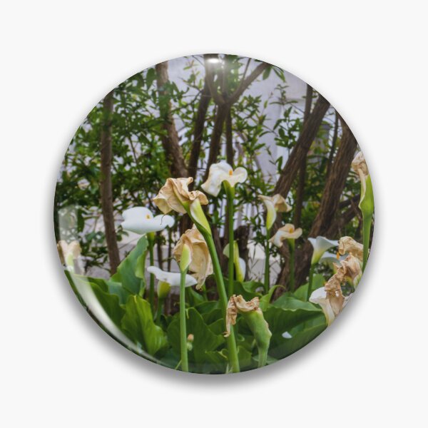 Item preview, White Calla Lilies Blooming and Wilting in Shaded Garden With Green Foliage and Trees designed and sold by Nmallia.