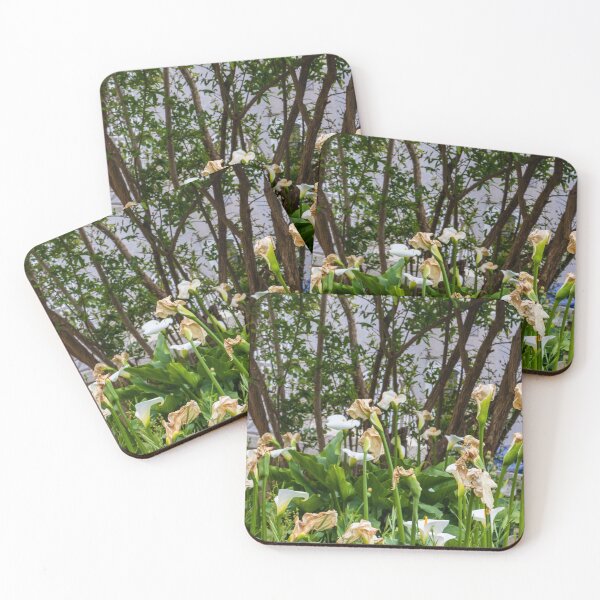 Item preview, White Calla Lilies Blooming and Wilting in Shaded Garden With Green Foliage and Trees designed and sold by Nmallia.