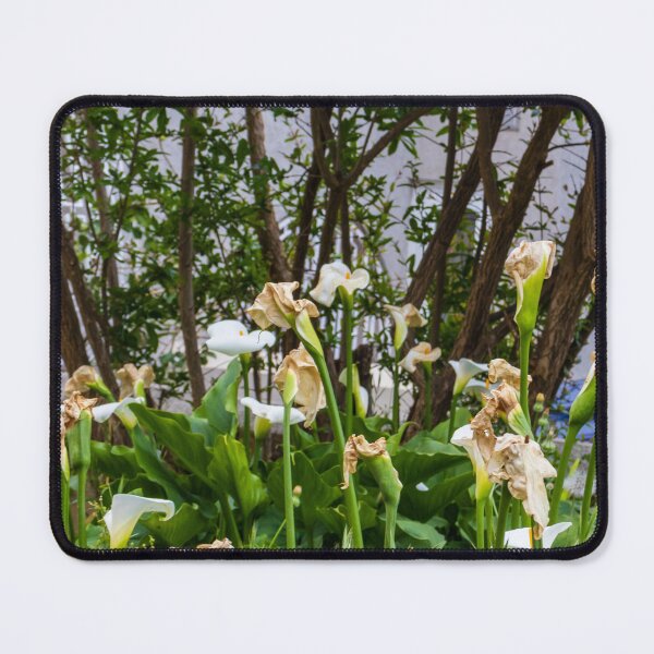 Item preview, White Calla Lilies Blooming and Wilting in Shaded Garden With Green Foliage and Trees designed and sold by Nmallia.