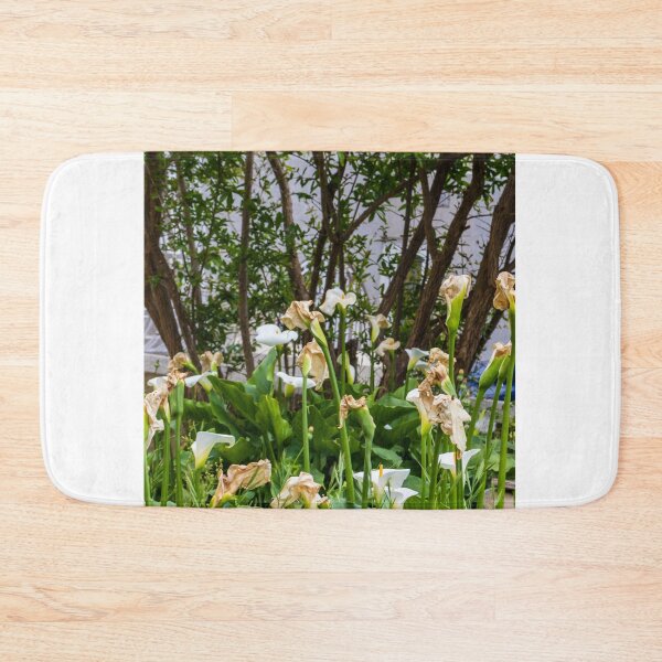 Item preview, White Calla Lilies Blooming and Wilting in Shaded Garden With Green Foliage and Trees designed and sold by Nmallia.