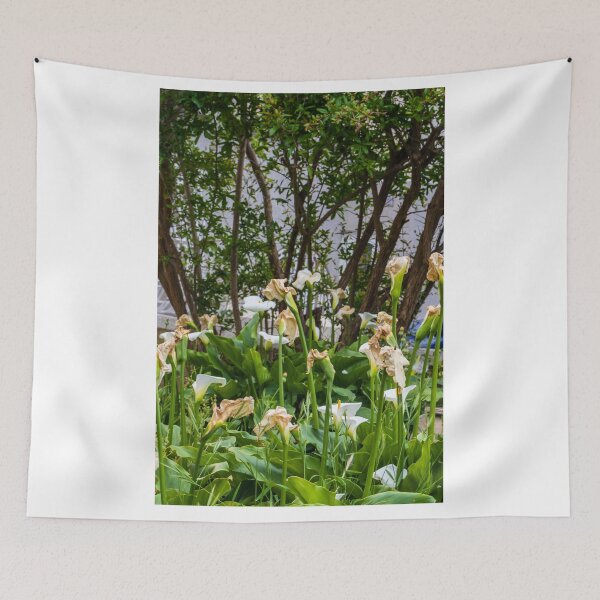 Item preview, White Calla Lilies Blooming and Wilting in Shaded Garden With Green Foliage and Trees designed and sold by Nmallia.