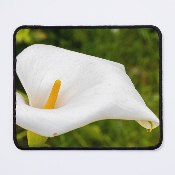 Item preview, Close-Up White Calla Lily With Yellow Spadix In Garden Green Background designed and sold by Nmallia.