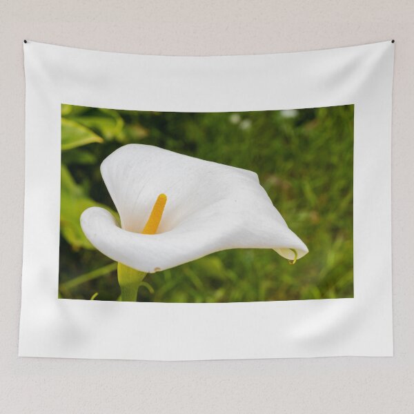 Item preview, Close-Up White Calla Lily With Yellow Spadix In Garden Green Background designed and sold by Nmallia.