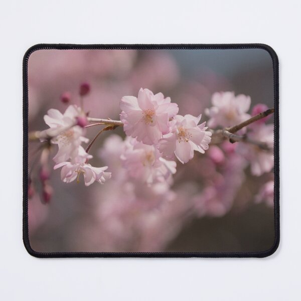 Item preview, Delicate Sakura in Bloom — Tochigi Japan designed and sold by Akquired Taste.