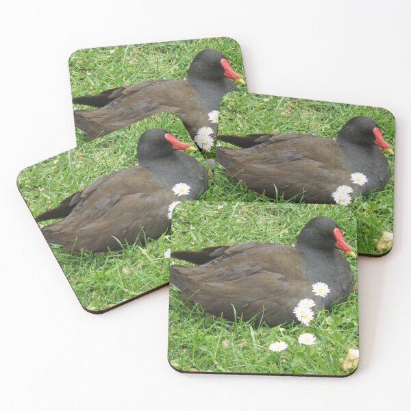 Item preview, Moorhen and Daisy Flowers Photograph designed and sold by naturegallery.