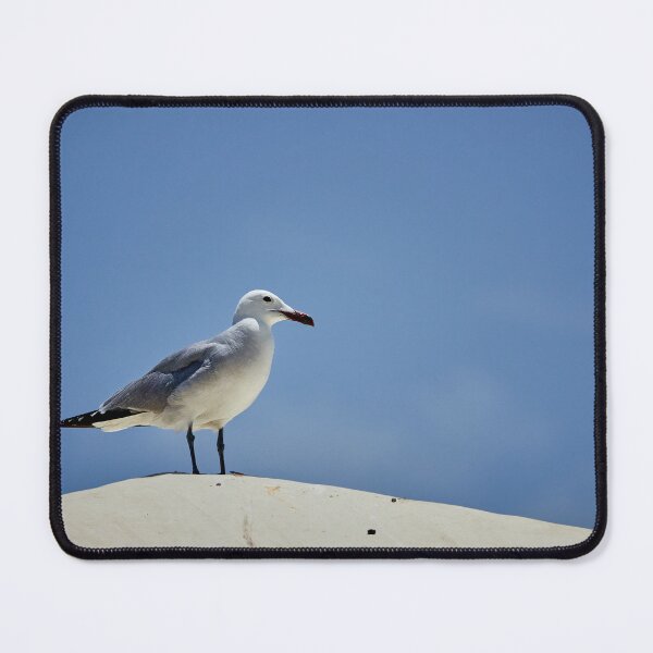 Item preview, Audouin's Gull designed and sold by Eidetic Photos.