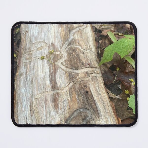 Item preview, Emerald Ash Borer Larvae Tunnels 1 designed and sold by CrowCottage51.