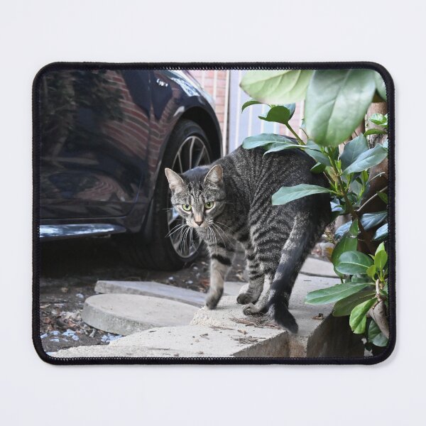 Item preview, Curious Cat Stretching Back designed and sold by getmybookstore.