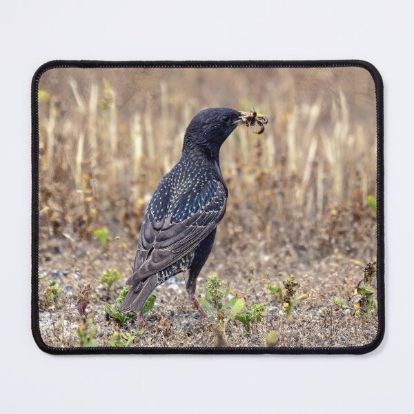 Item preview, Starling With a Harvest of bugs designed and sold by CarolM.