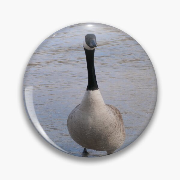 Item preview, Geese In Shallow Water designed and sold by BackyardBirder.