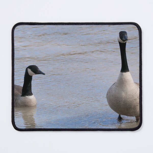 Item preview, Geese In Shallow Water designed and sold by BackyardBirder.