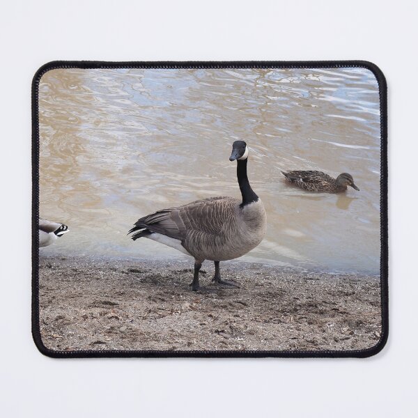 Item preview, Canada Geese On The Beach designed and sold by BackyardBirder.