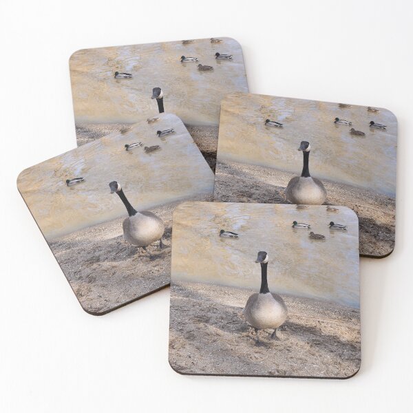 Item preview, Un curioso ganso canadiense en la playa. designed and sold by BackyardBirder.
