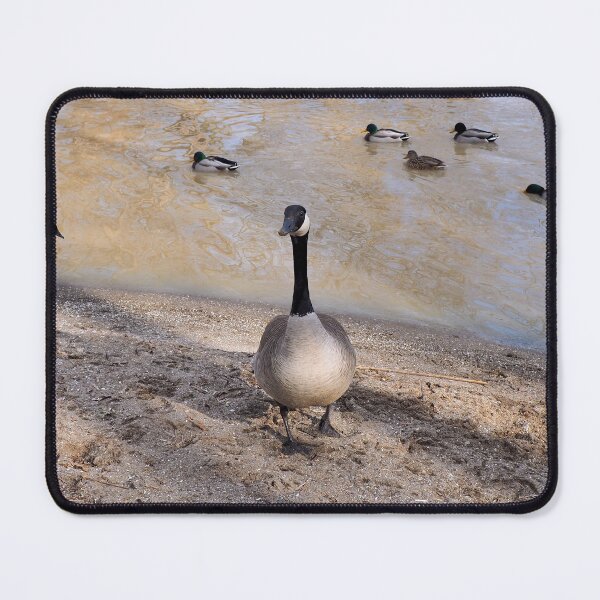 Item preview, A Curious Canada Goose On a Beach designed and sold by BackyardBirder.