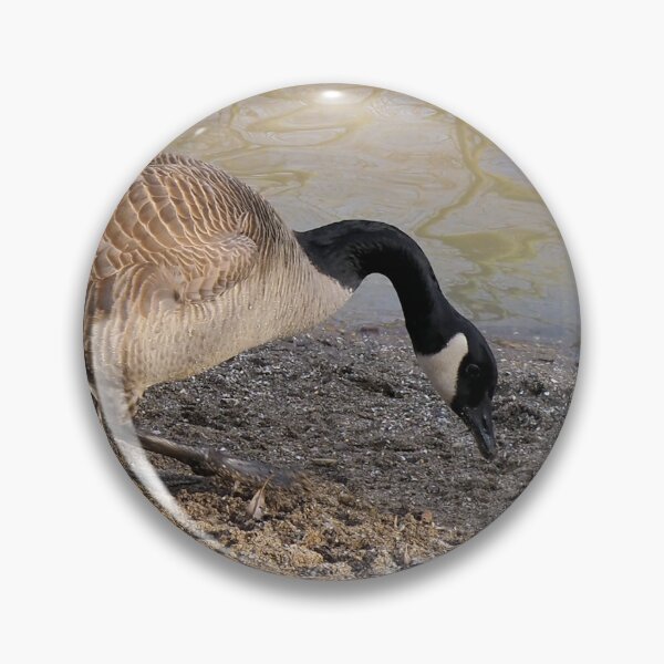 Item preview, Geese Searching The Beach designed and sold by BackyardBirder.