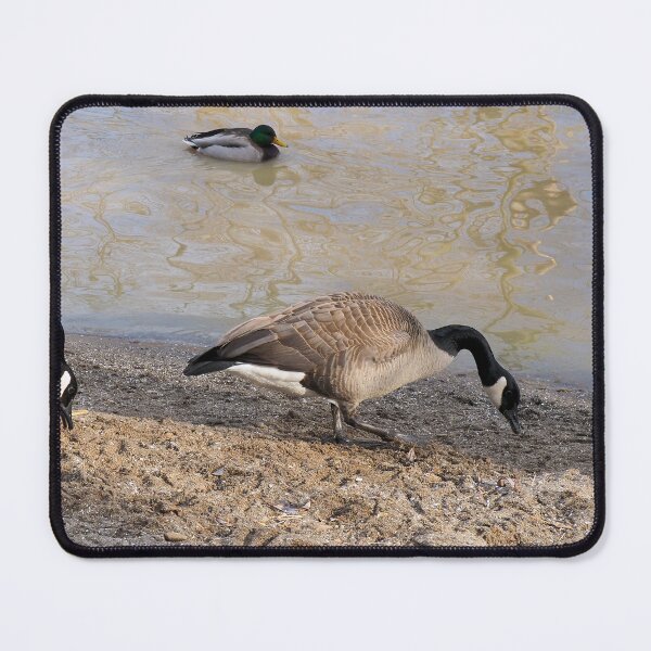 Item preview, Geese Searching The Beach designed and sold by BackyardBirder.
