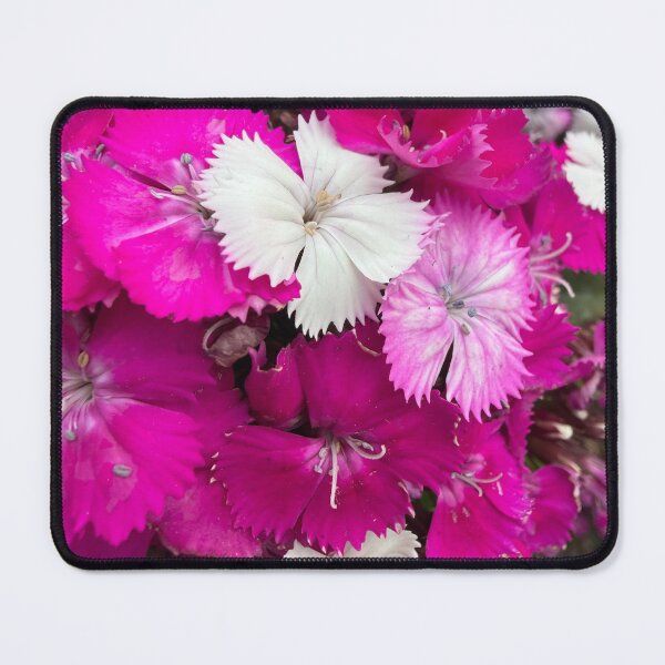 Item preview, Joyful Dianthus designed and sold by Betsy Phillips.