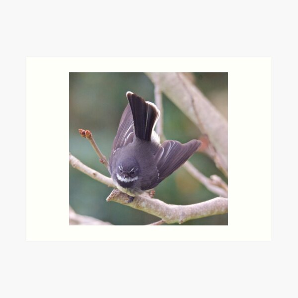 FANTAIL ~ Grey Fantail by David Irwin ~ WO Art Print