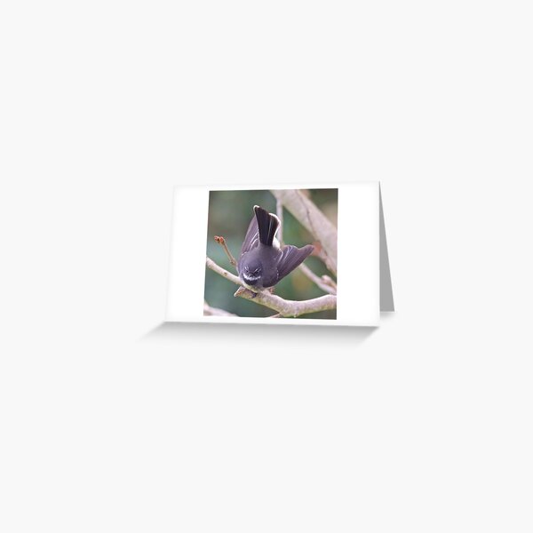 FANTAIL ~ Grey Fantail MNePKwLZ by David Irwin ~ WO Greeting Card