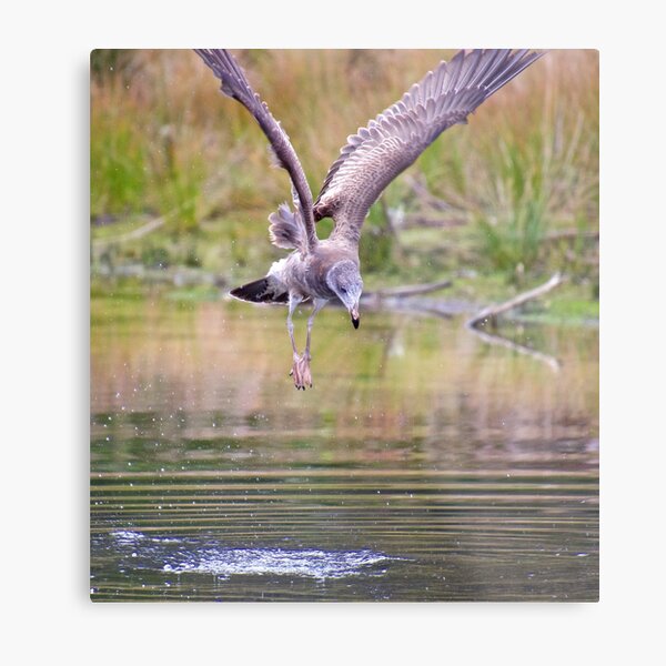MARINE BIRD ~ Kelp Gull by David Irwin Metal Print