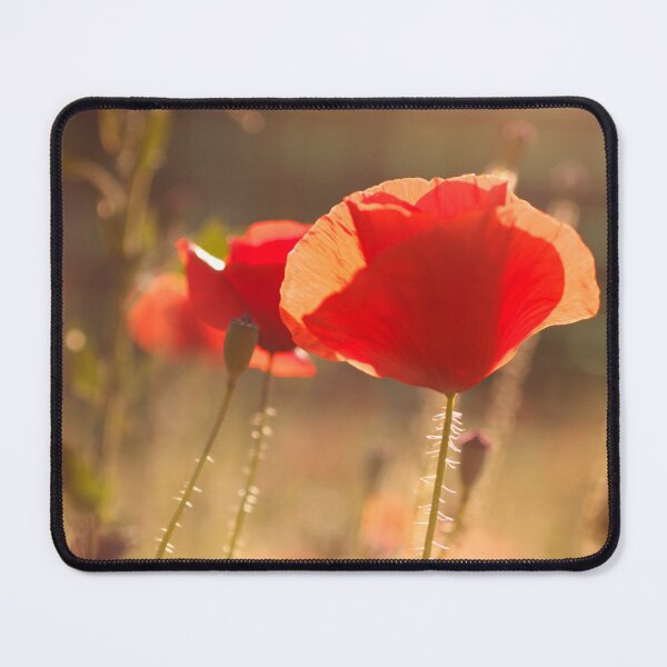 Item preview, Poppies at sunset designed and sold by likiska.