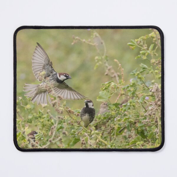 Item preview, Spanish Sparrow designed and sold by LaurenTucker.