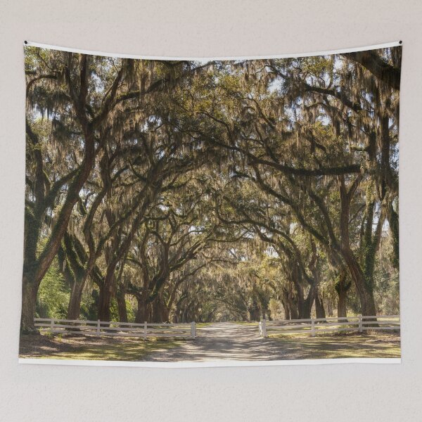 Item preview, Wormsloe Oak Alley IV designed and sold by DiFigianoPhoto.