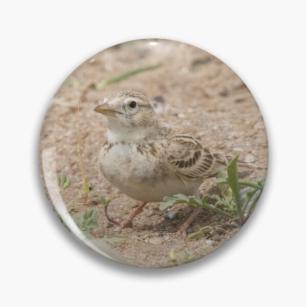 Item preview, Greater Short Toed Lark designed and sold by LaurenTucker.