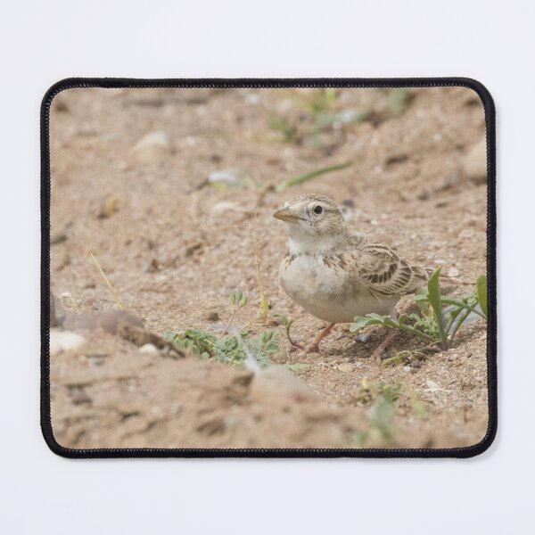 Item preview, Greater Short Toed Lark designed and sold by LaurenTucker.