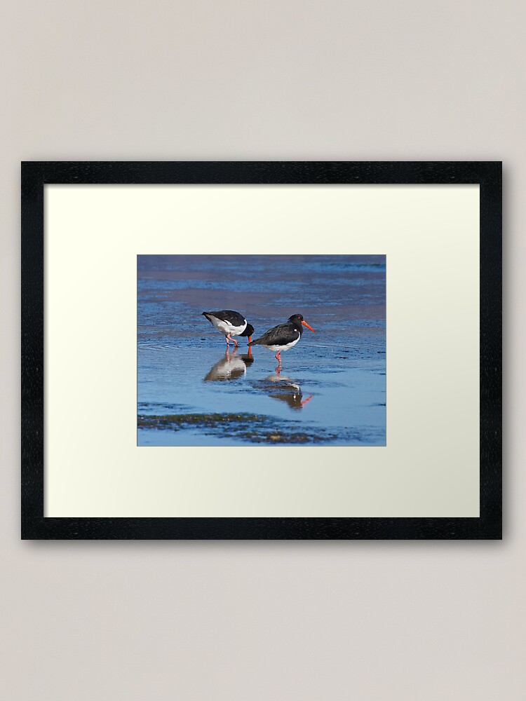 "SHOREBIRD Pied Oystercatcher DGGM2wYA by David Irwin" Framed Art
