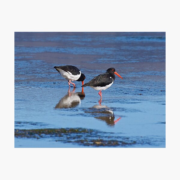 SHOREBIRD ~ Pied Oystercatcher by David Irwin Photographic Print