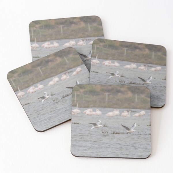 Item preview, Slender Billed Gull designed and sold by LaurenTucker.