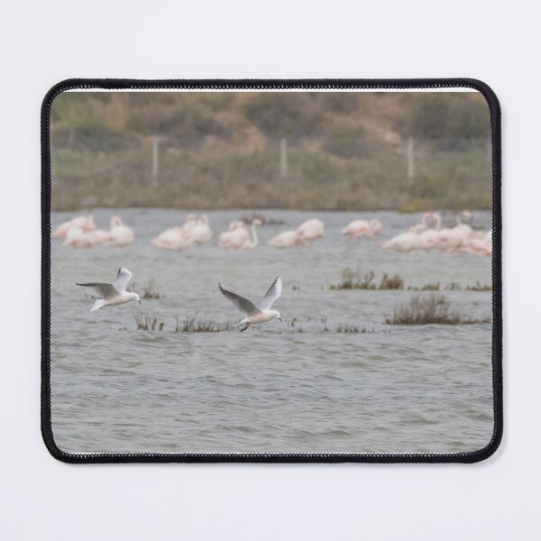 Item preview, Slender Billed Gull designed and sold by LaurenTucker.